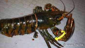Tracking the mysterious underwater migration of female lobsters