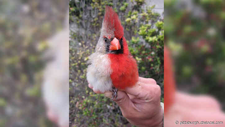 Northern Cardinal Spotted With Rare Abnormality