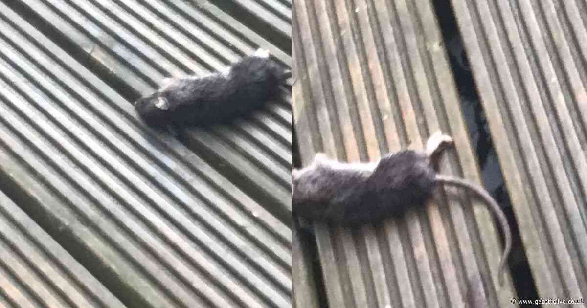 'You can hear them running in the walls': Family home infested with rats for five months