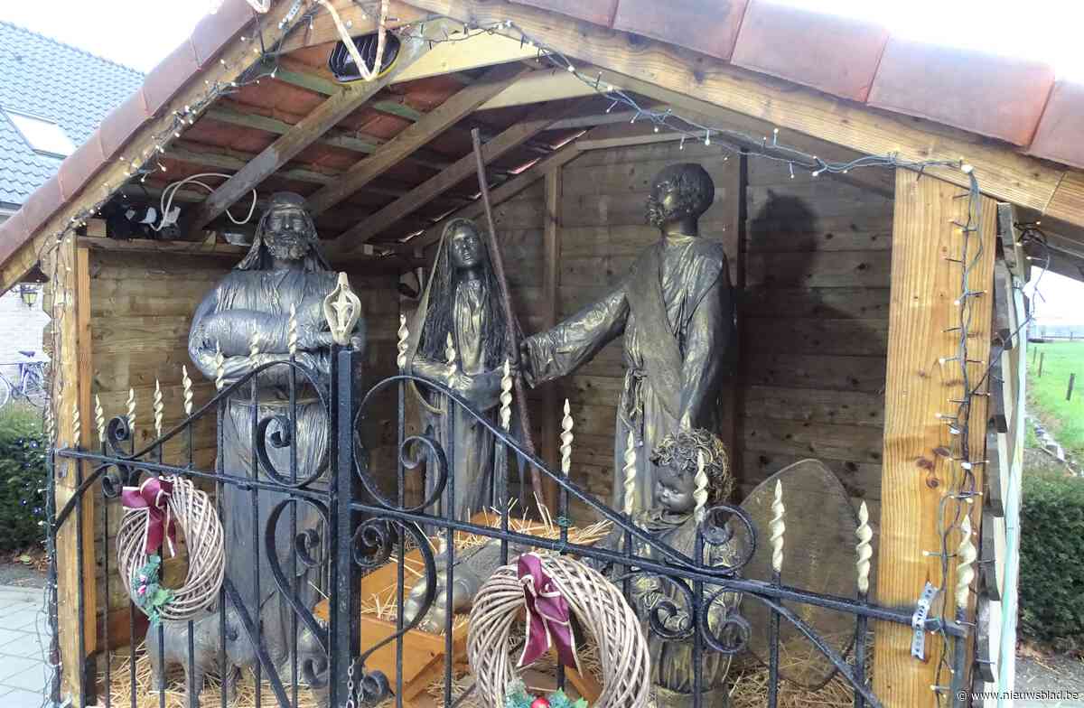 Ossen timmeren nieuwe kerststal voor prachtige beelden