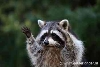 Gelderse wasberen zien er schattig uit, maar zijn dat niet: wat moeten we ermee?