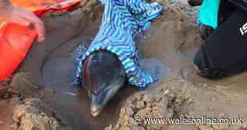 A dolphin found on a Swansea beach had to be put down