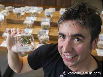 Cannabis edibles, extracts and topicals are coming … eventually