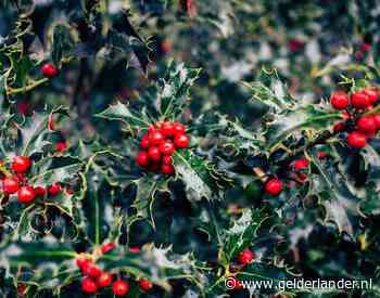 Zo creëer je simpel kerstsfeer in je tuin