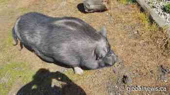 Alberta family looking for answers after pet pig killed on their property