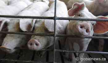 Animal activists arrested at Quebec pork facility vow to continue fight