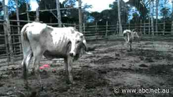 Disturbing pictures show fate of Australian cattle sold to Indonesian Government