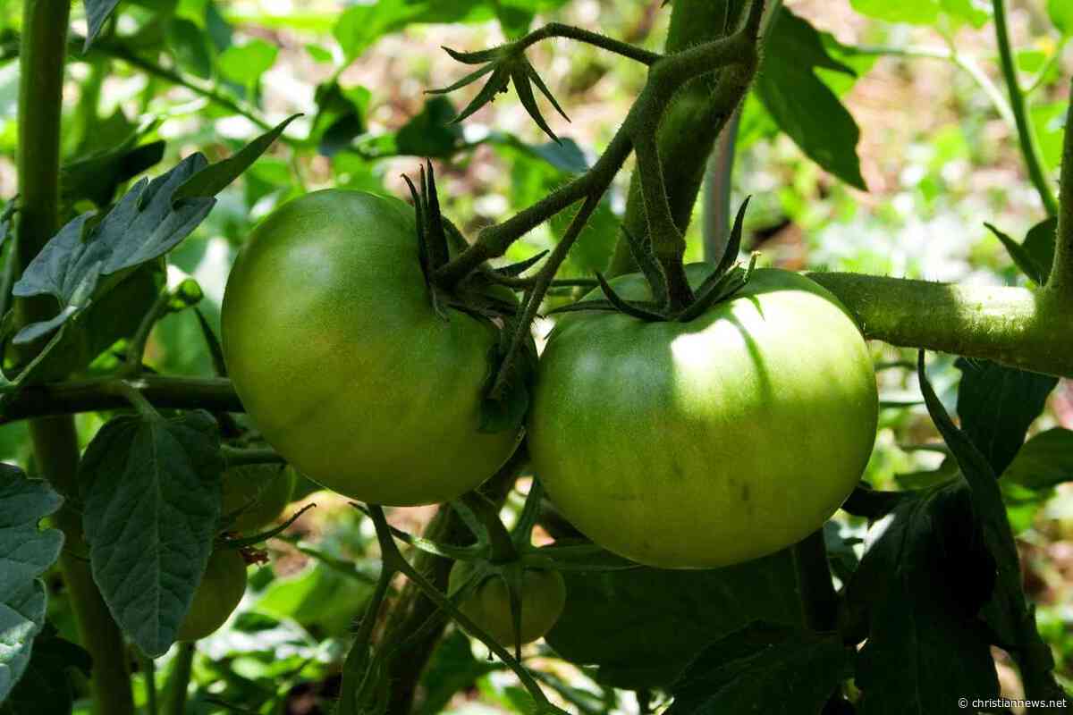 Recordings Reveal That Plants Make Ultrasonic Squeals When Stressed