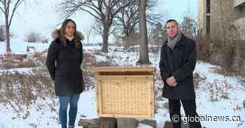 Pair of U of S students doing their part to save bees