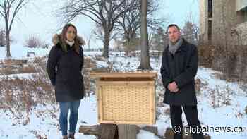 Pair of U of S students doing their part saving bees with bee totels