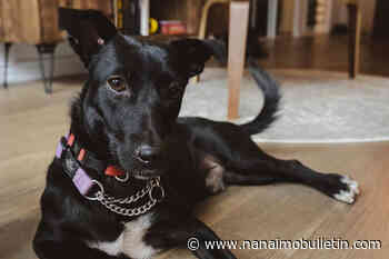 Rescue dogs come to Canada in search of forever families