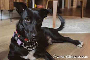 Rescue dogs come to Canada in search of forever families