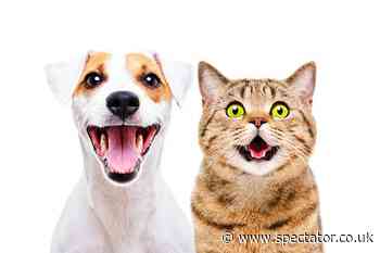 As any pet owner can attest, <strong>animals do communicate</strong>. But do they have languages? Do mating dances, alarm calls, and meows have a grammar?