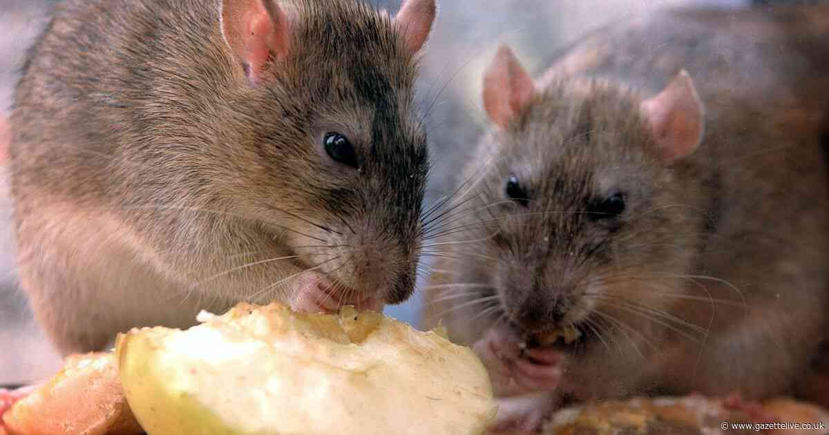 Cause of 'plague of rats' demolishing crops on village allotments remains unknown