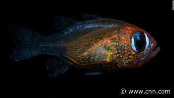 Scientists discovered 71 new species this year