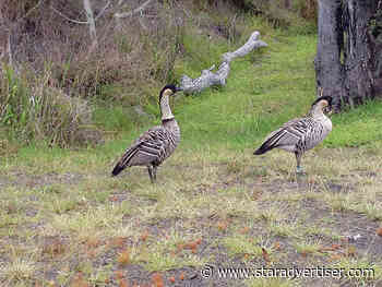 Nene bird no longer an endangered species