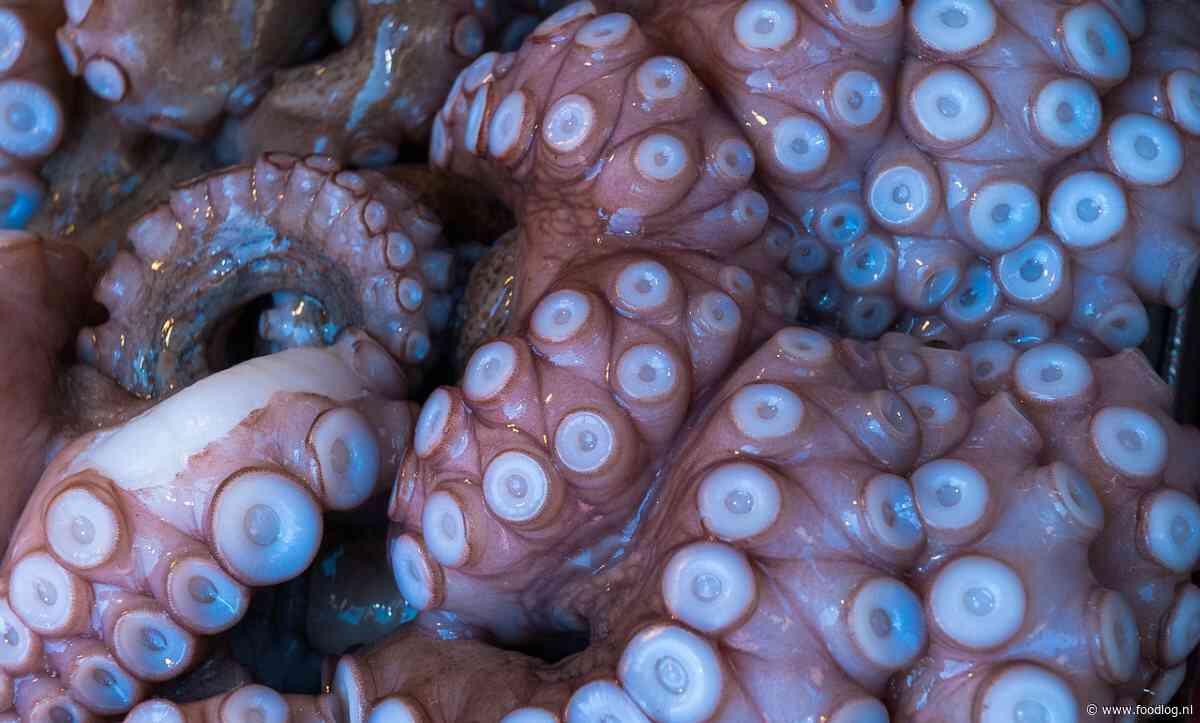 Handelaar verkocht inktvis als octopus om de markt toch tevreden te stellen