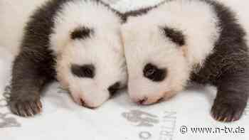 Traum in schwarz-weiß: Berliner Panda-Zwillinge sind zwei Jungen