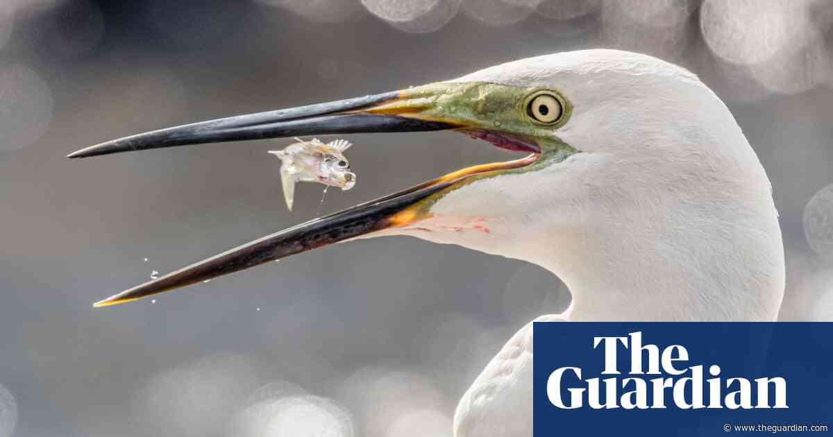 Bird photo of the year 2019: vote in the people's choice awards