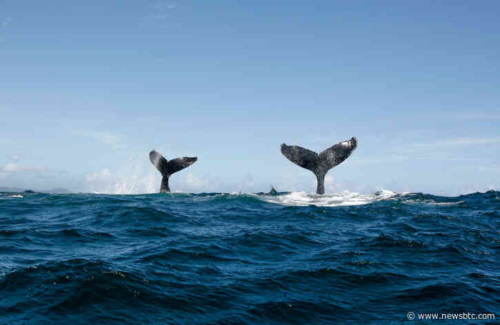 Bitcoin’s Chart Looks Eerily Similar to $3,000 Bottom; Is the Pain Over?