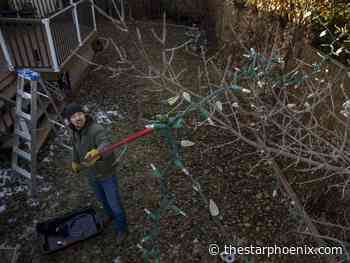 Sense of community a driver for Christmas light display