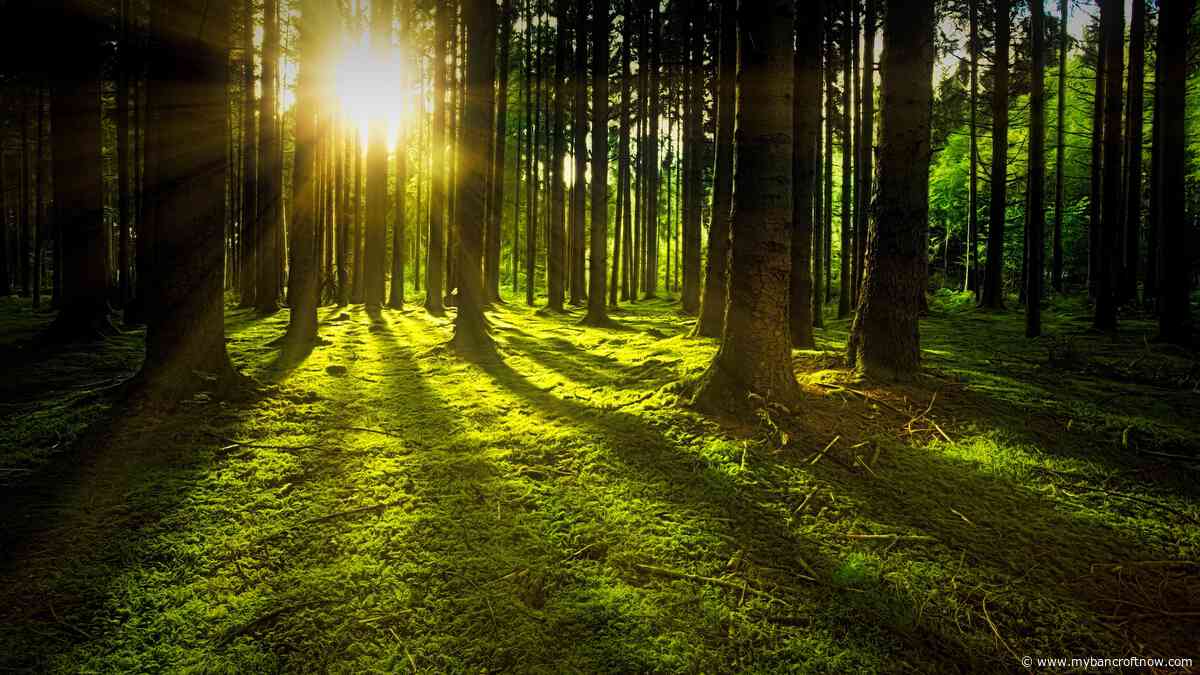 Government of Ontario releases forest sector strategy draft