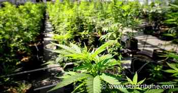 Duluth getting its first medical marijuana dispensary