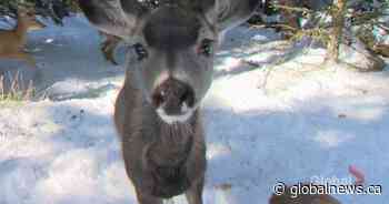 MPI urging drivers to be cautious after fatal crash with deer near Neepawa