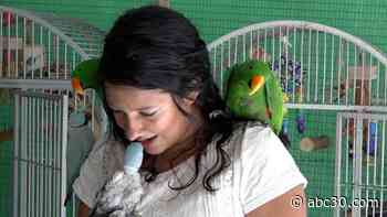 This Family Saved 100 Parrots