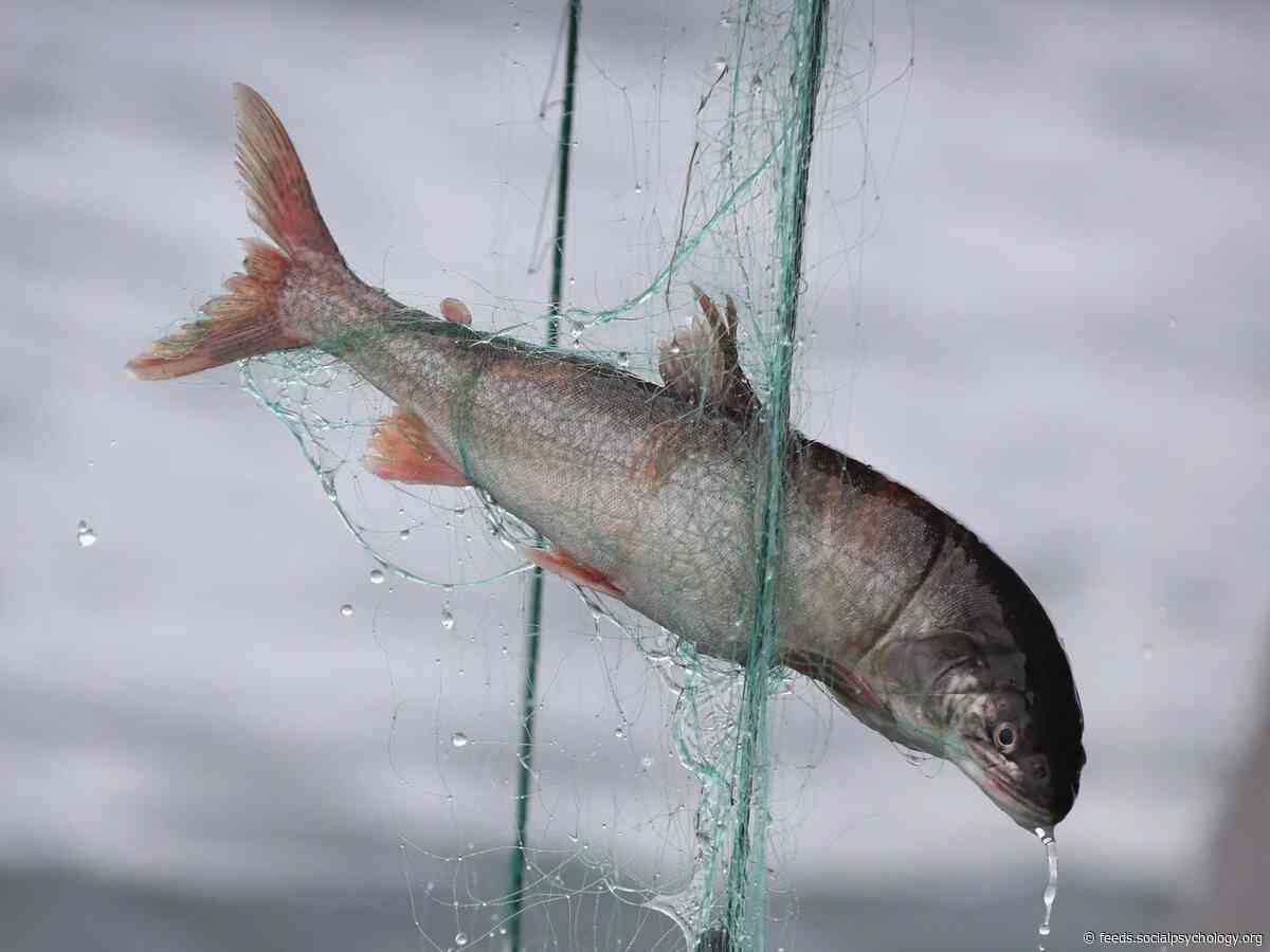 Fish Feel Pain in Similar Way to Humans, Report Concludes