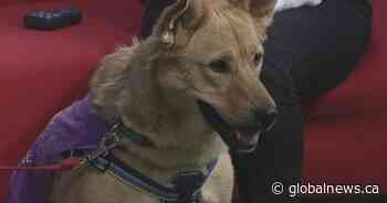 Adopt A Pal: Energetic dog warms hearts on a cold Winnipeg morning