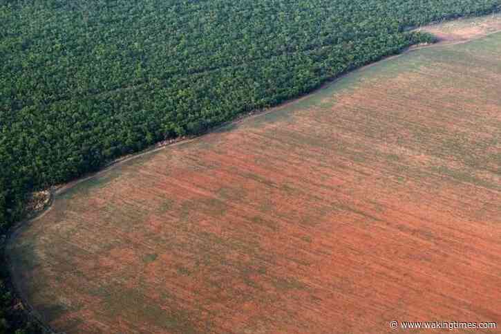 The World Is Losing An Area Of Forest Equivalent To The UK Every Year