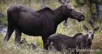 ‘Operation Meat Bag’ leads to 6 convictions related to N.B. Moose poaching