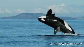 Granny knows best: Key role of post-menopause killer whale grandmothers revealed