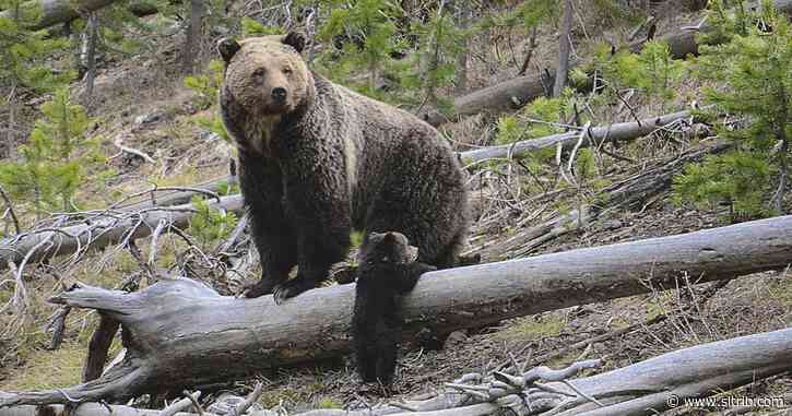 U.S. wildlife officials agree to Lower 48 grizzly bear review