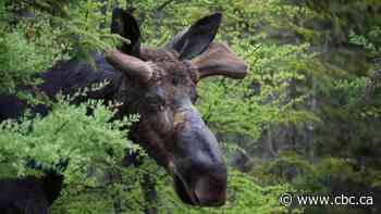 Moose poacher gets lifetime hunting ban, jail term and $54,000 fine