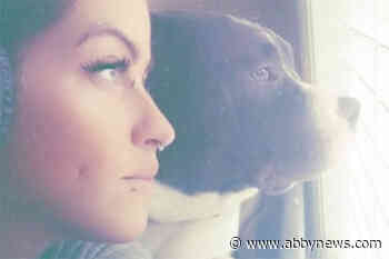 Chilliwack family’s therapy dog injured in hit and run