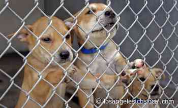 Animal Adoption Center To Waive Fees This Weekend