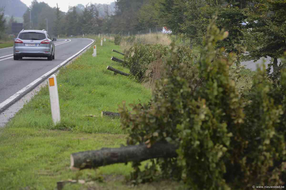 Heraanplant per ongeluk gerooide beuken gestart