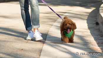SoftBank gives up on dog-walking startup Wag