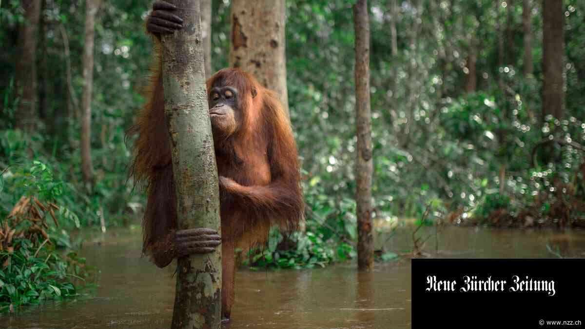 «We are the forest»: die besten Tierbilder aus Borneo