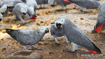 Saving the African grey parrot: battle to beat the smugglers