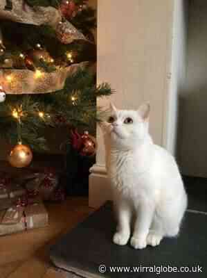 Wirral cat lovers urged to help felines in need this Christmas