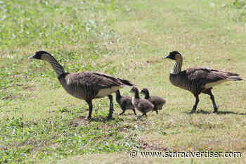 Nene bird not endangered, but worries remain