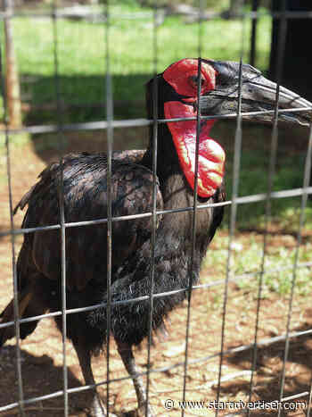 Kokua Line: Callers mistaking seabirds for Honolulu Zoo’s missing hornbill