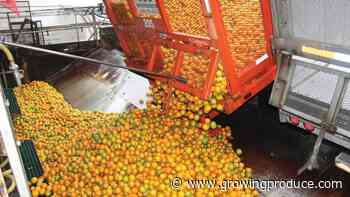 What is the State of Citrus in Florida? Here Are the Survey Results
