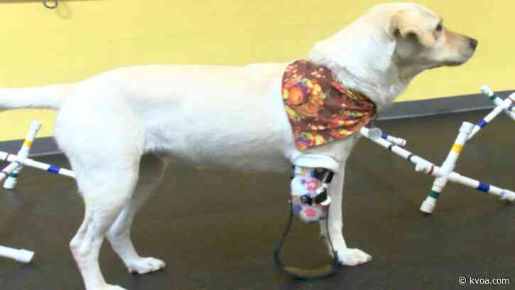 Rescued dog finds forever home