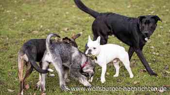 Hund auf Hund gehetzt? Halter vor Gericht