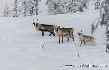 In Sweden’s Arctic, ice atop snow leaves reindeer starving