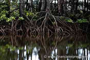 Natural habitat area larger than UK may be lost to cities by 2030: Study